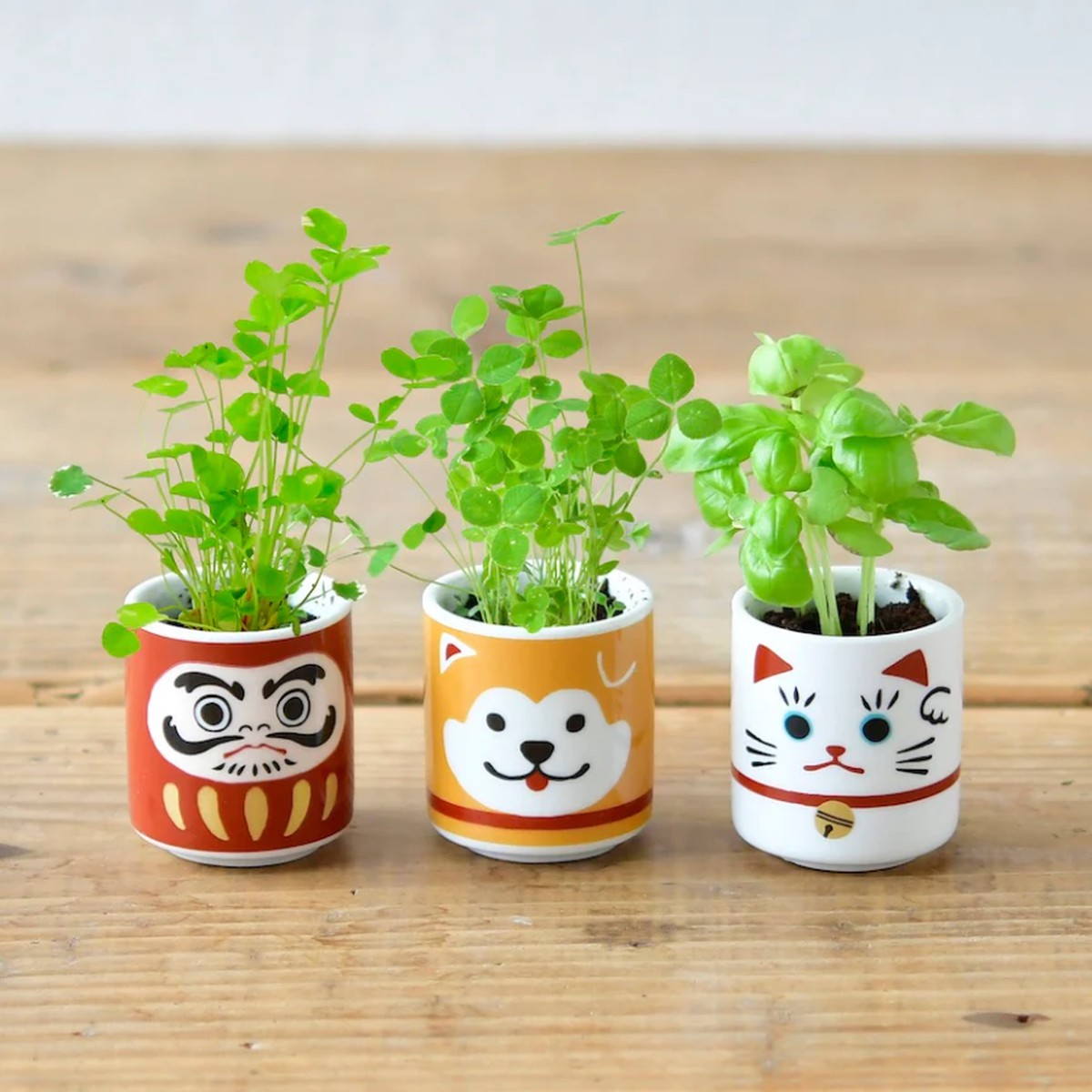 Lucky Plants Cultivation Kit BeckoningCat