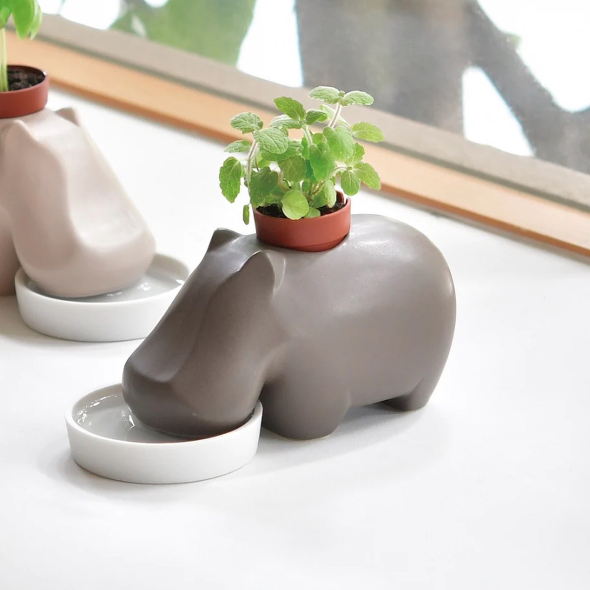 Hippoplant