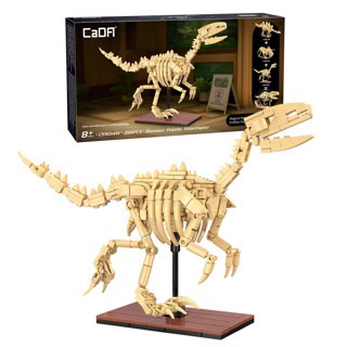 Dinosaur Fossils Velociraptor