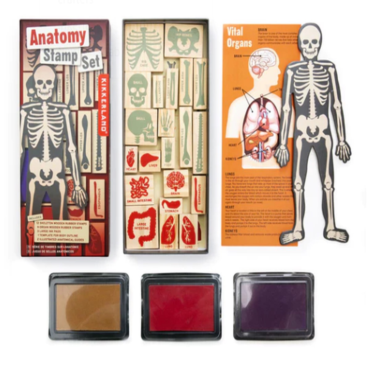 Anatomy Stamp Set