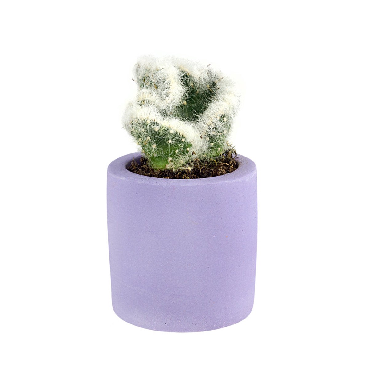 Purple Palette Plant Pot Mini55 Mm