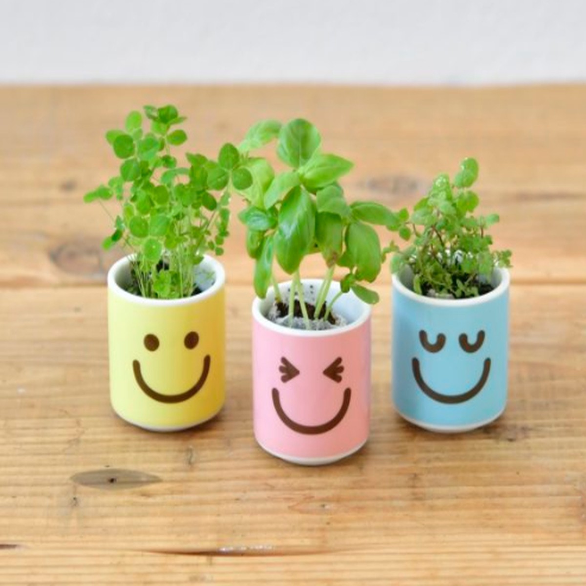 Happy Plants Peppermint