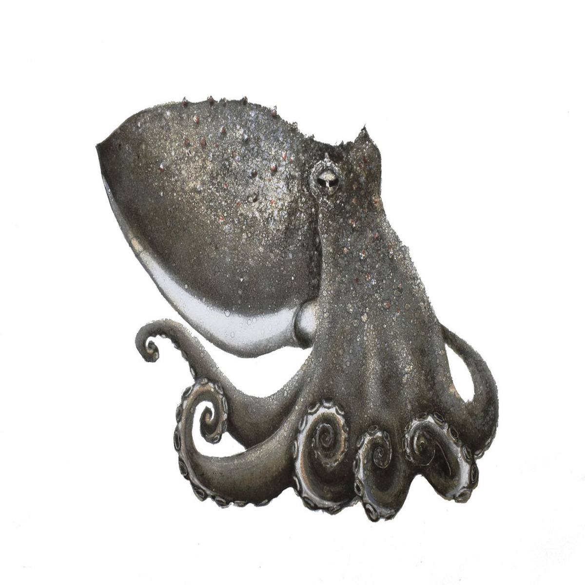 281 - Observing Curled Octopus Loch Melfort (Hope Spot)