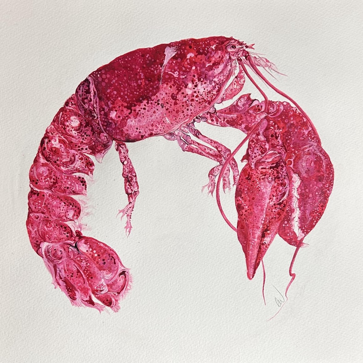 364 - Crimson Catch