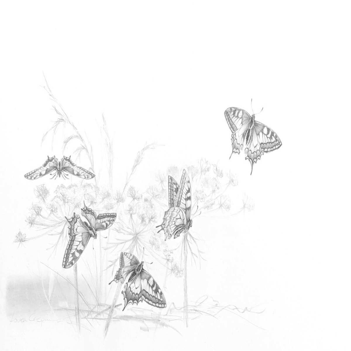 055 - Field notes 001 - Swallowtail Butterfly