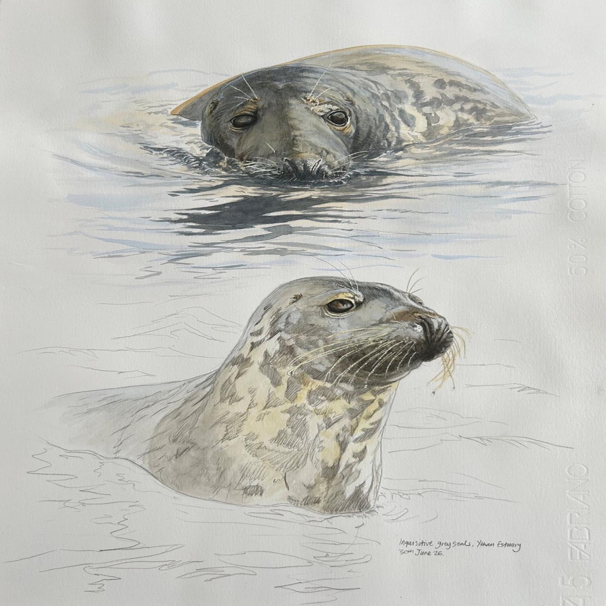 255 - Inquisitive Grey Seal