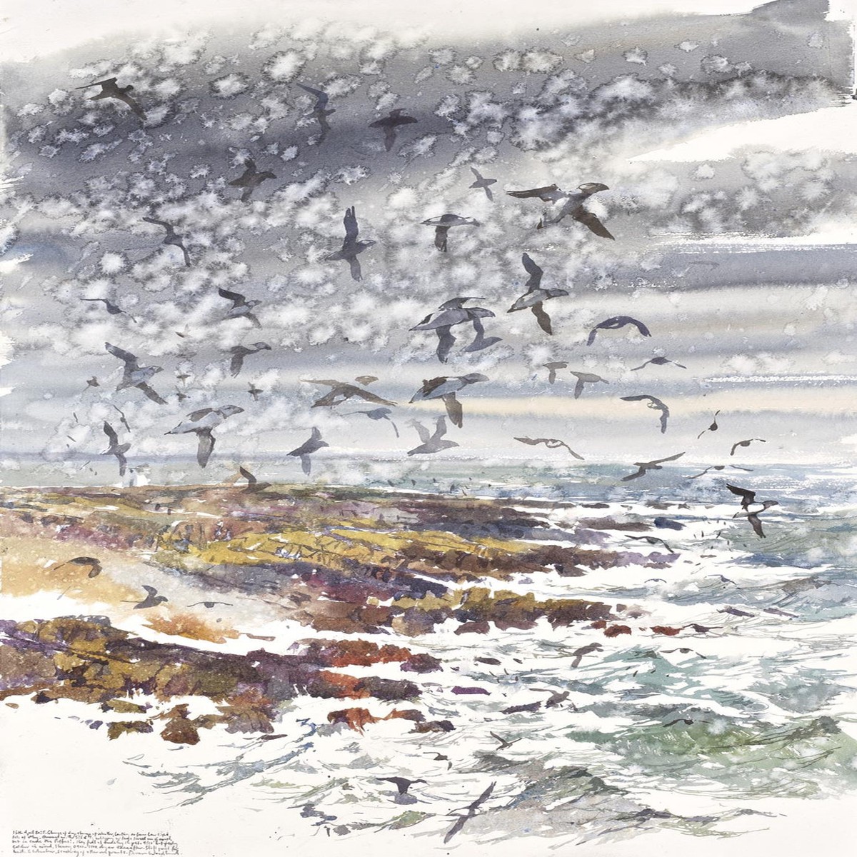 353 - Spring storm and Puffin whirl over the Isle of May