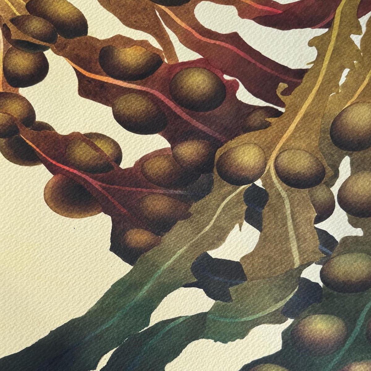 424 - Gometra Bladderwrack