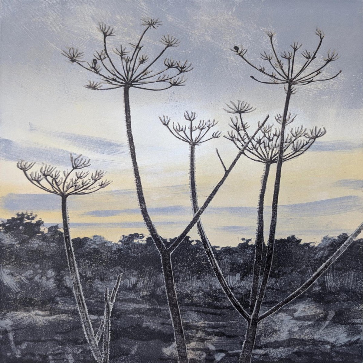 070 - Cow Parsley Frost