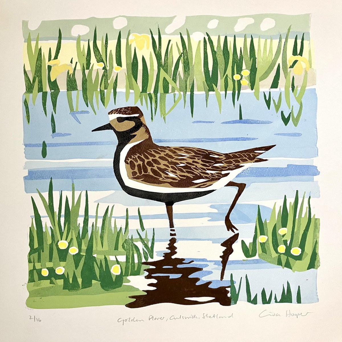142 - Golden Plover Culswick Shetland