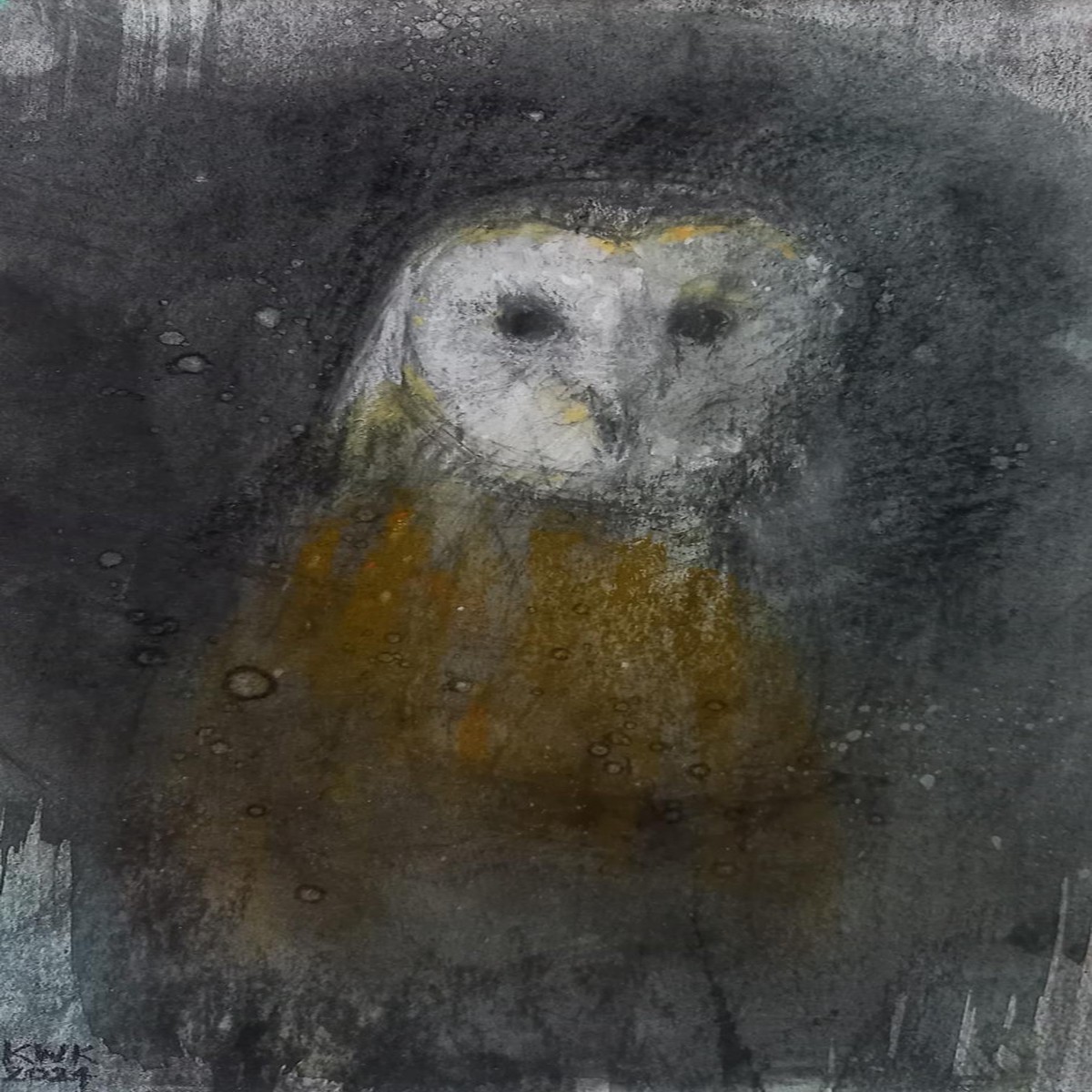 351 - Barn Owl