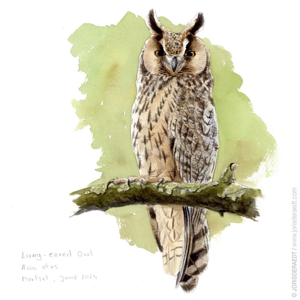 077 - Asio otus