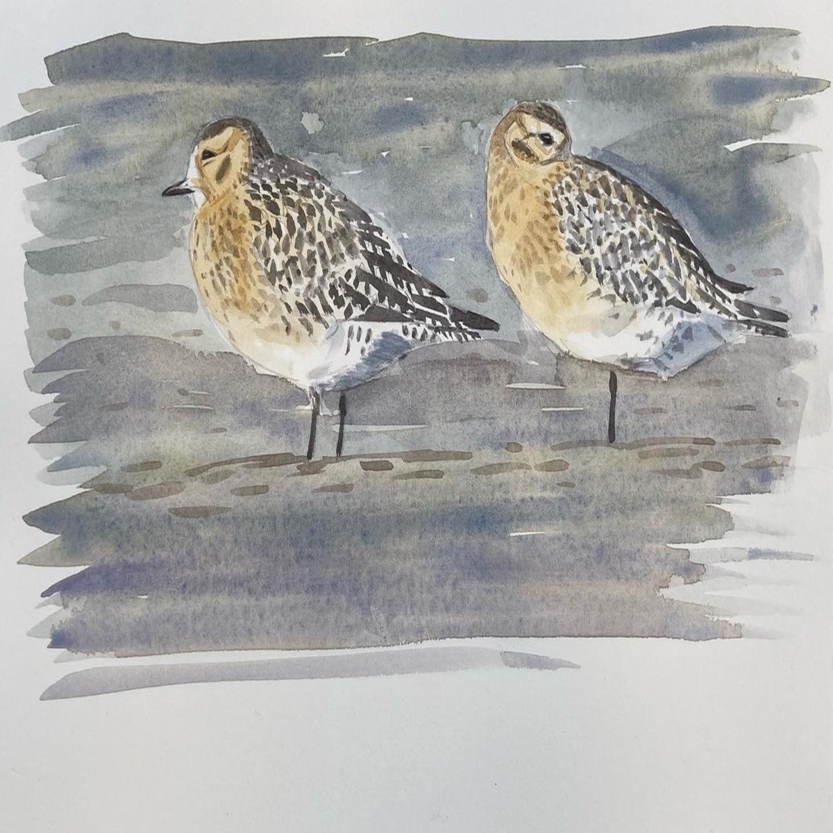 261 - Golden Plovers Kinneil (2024)
