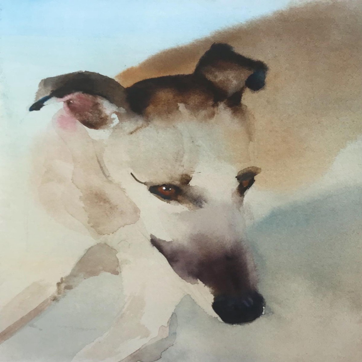 349 - A Greyhound