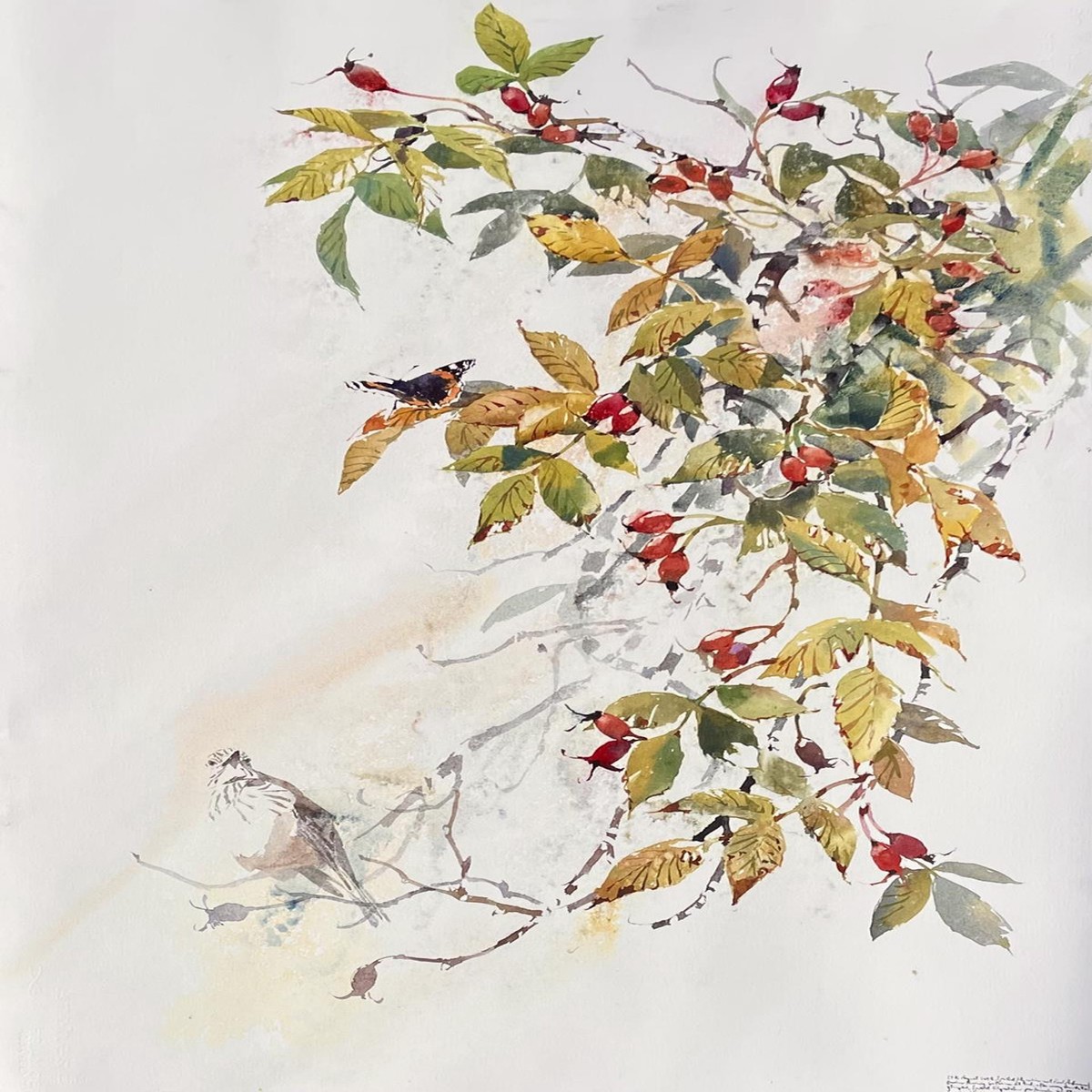 363 - Rosehips Red Admiral and watching Spotted Flycatcher