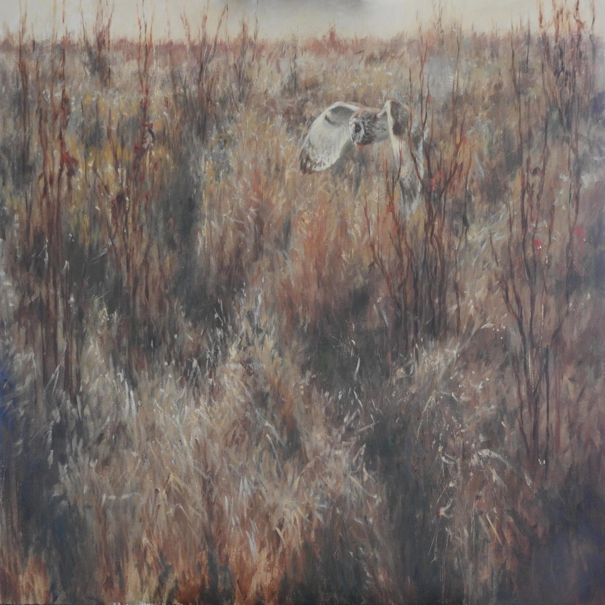 361 - The un-cut meadow Short-eared Owl