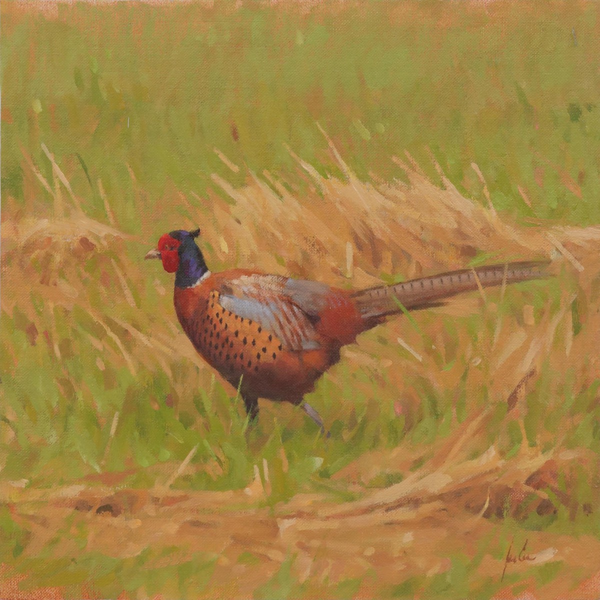 068 - Pheasant in the grass