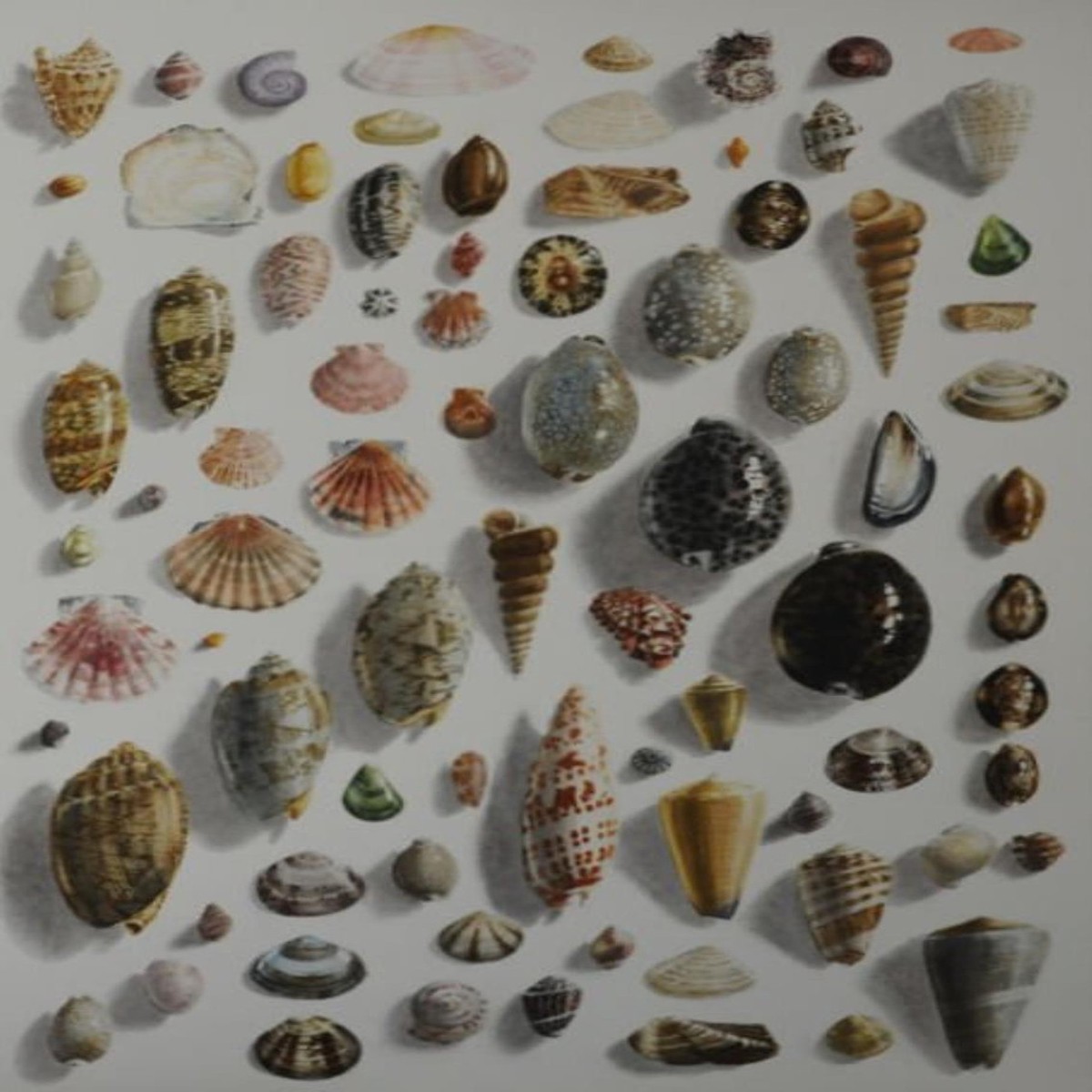 441 - 84 Shells