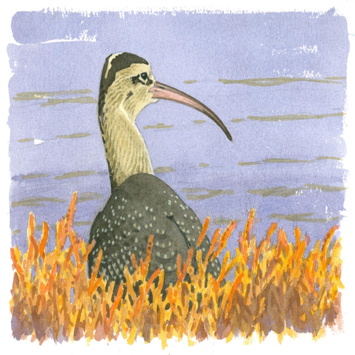 089 - Whimbrel and Marsh Pickles