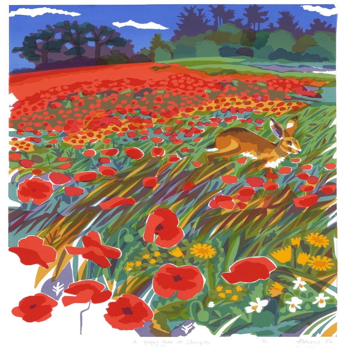 002 - A Poppy year at Stonepits Little Massingham