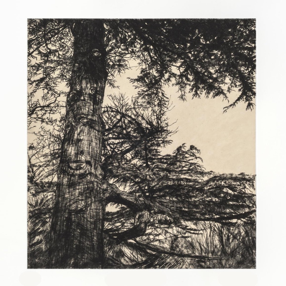 148 - Greville Smyth Cedar
