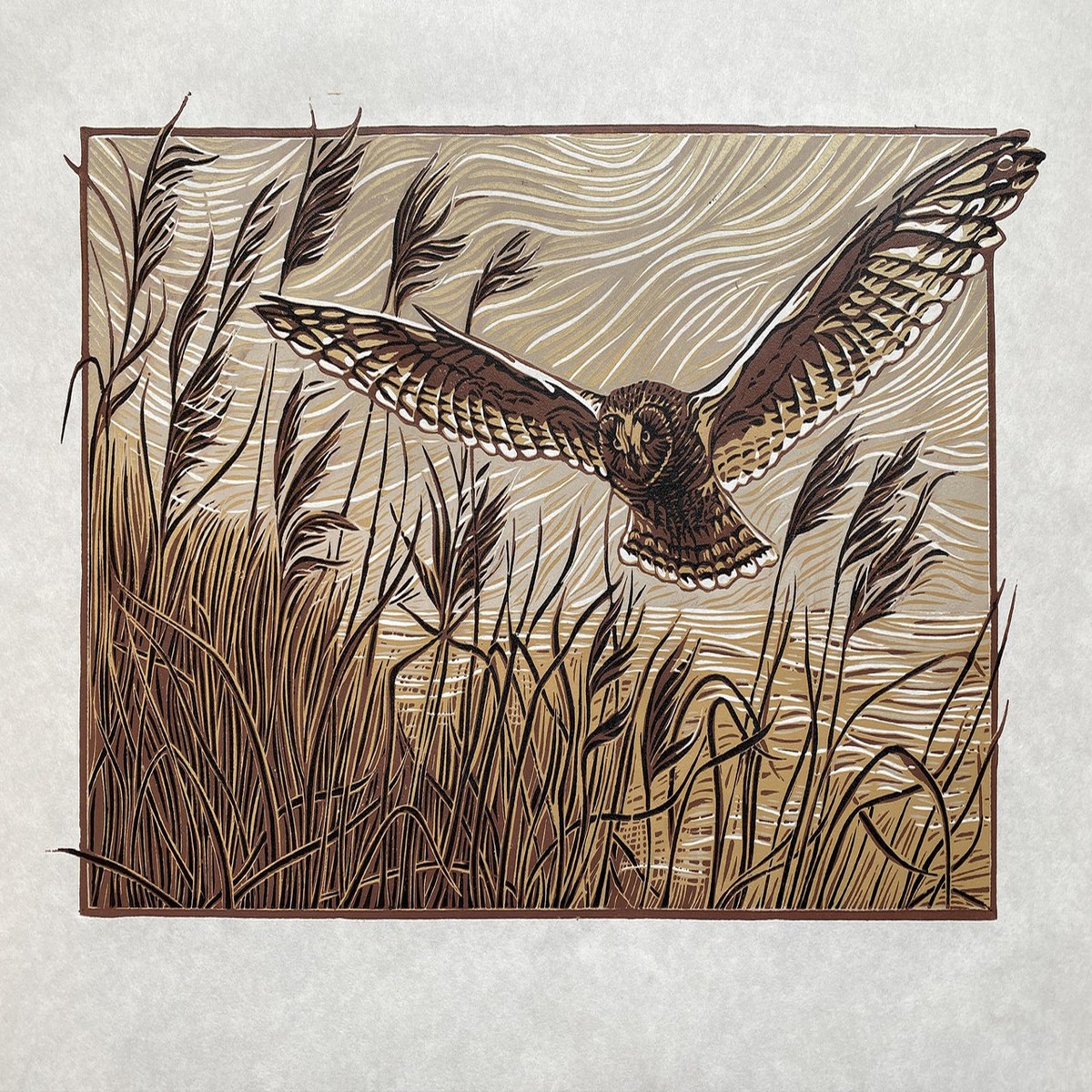 010 - Short-eared Owl