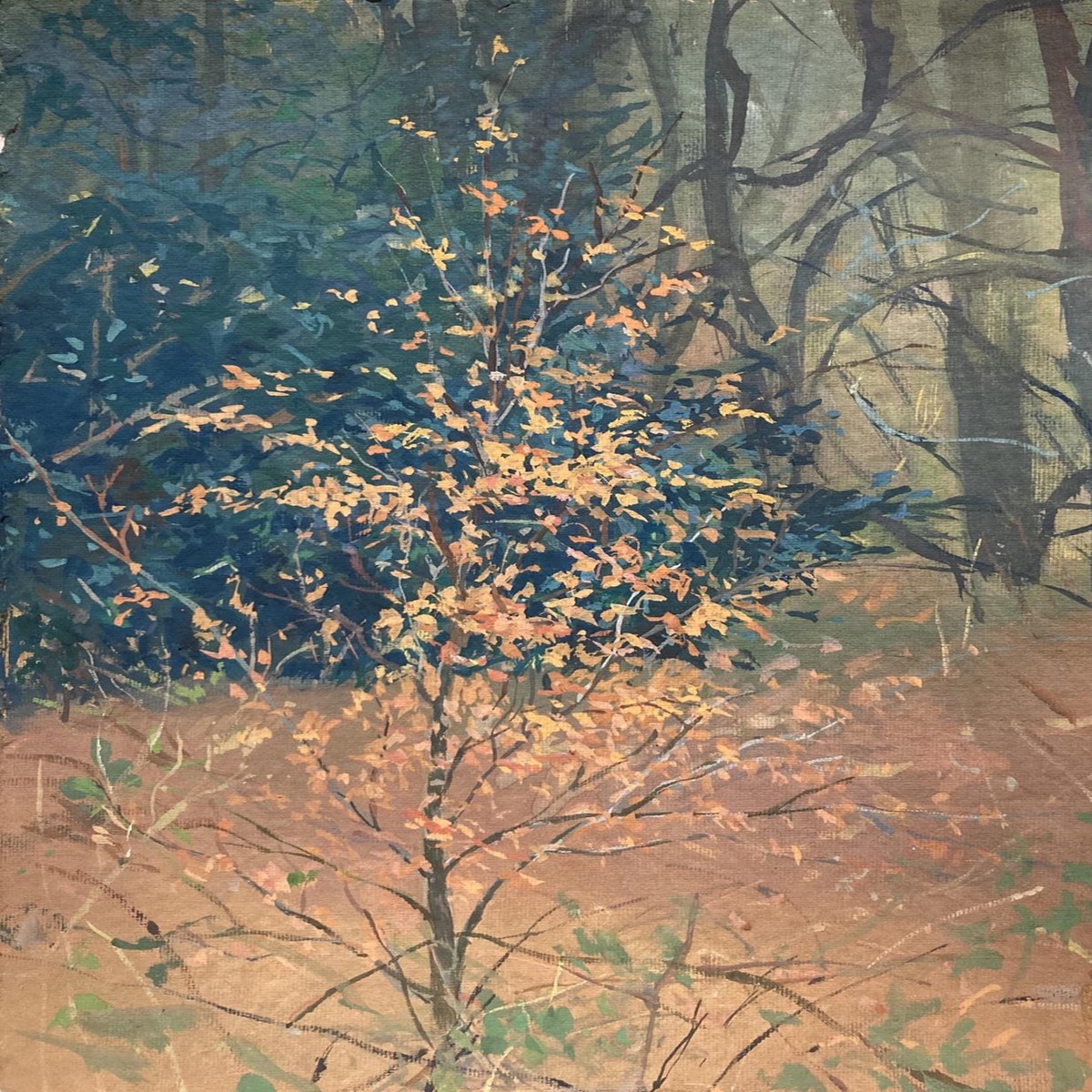 002 - The Glowing Beech